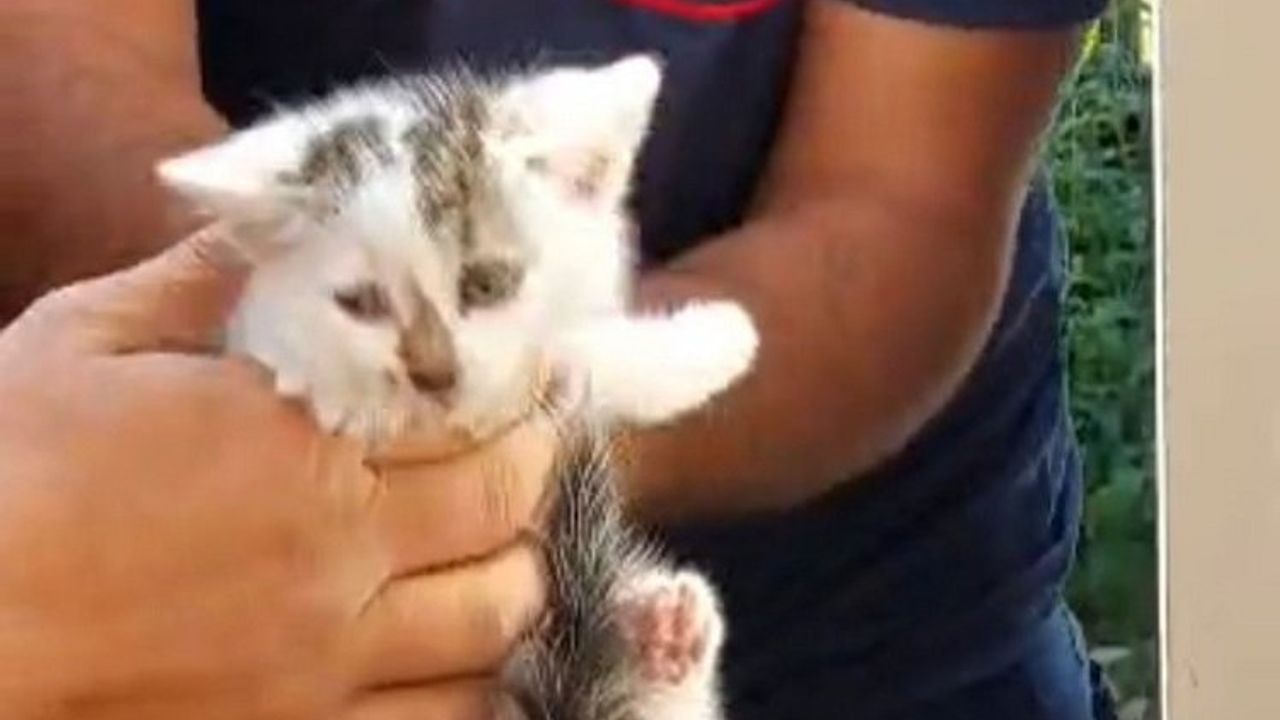 Kayseri itfaiyesinden yavru kediye şefkat eli