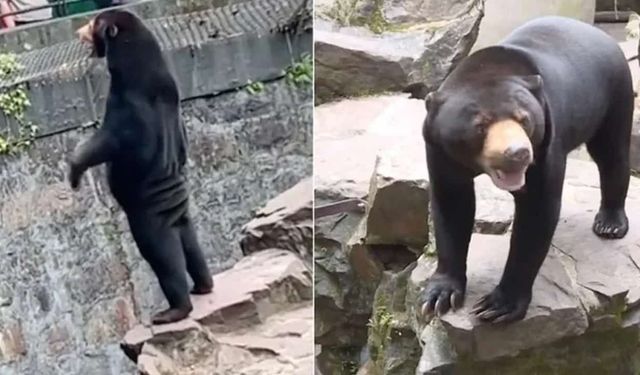 Çin'deki Hayvanat Bahçesinde 'İnsan Ayı' İddialarıyla İlgili Tartışmalar Sürüyor