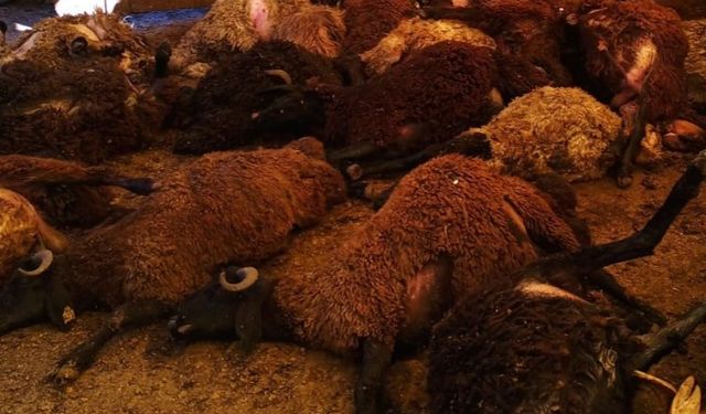 Bingöl Karlıova’da kuzular telef oldu
