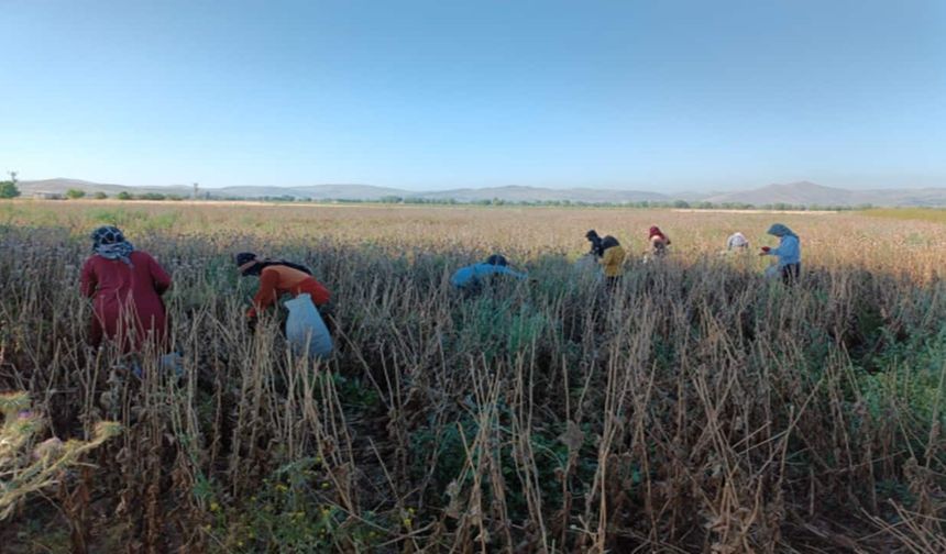 Tarım İşçileri Düşük Ücrete ve Yüksek Maliyetlere İsyan Ediyor