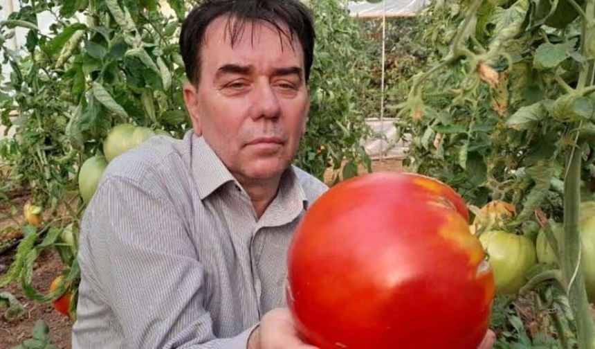 Bilecik'te Bir Rekor Denemesi: 1,5 Kilo Domates Yetiştirdi